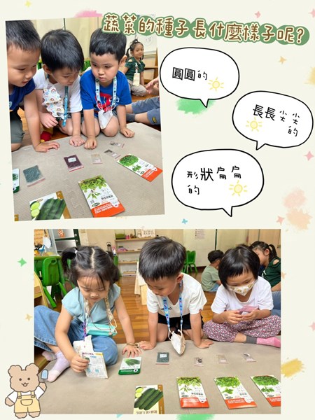 蔬菜的種子長什麼樣子呢