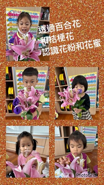 認識花粉和花蜜