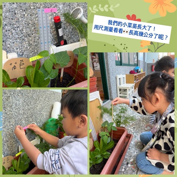 小菜苗長大了！