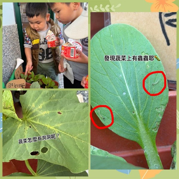 蔬菜怎麼有洞洞呢？