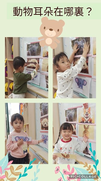 動物耳朵在哪裡