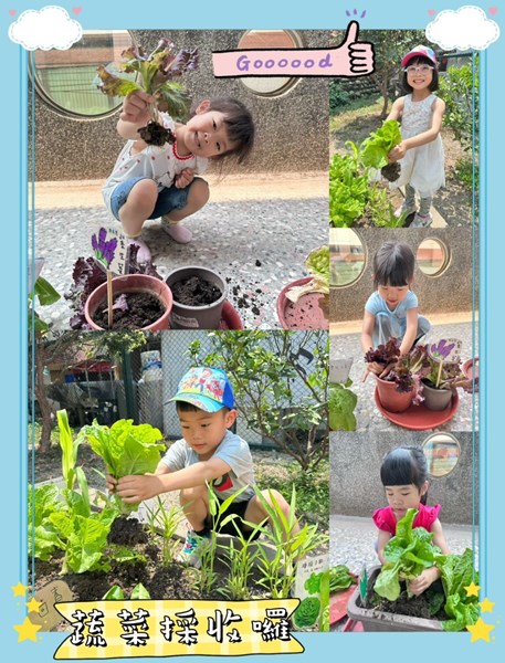 蔬菜採收囉