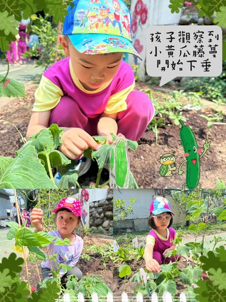 觀察到小黃瓜藤蔓開始下垂