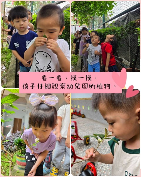 看一看摸一摸仔細觀察幼兒園的植物