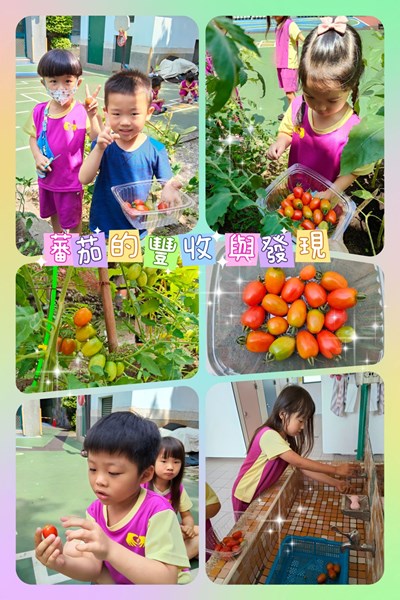 蕃茄的豐收與發現