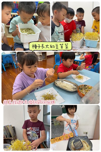 種子-長大的豆芽菜