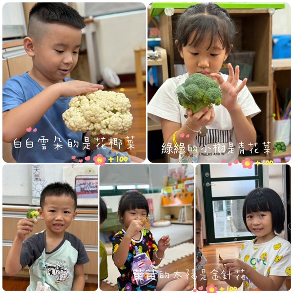 觀察花椰菜青花菜金針花