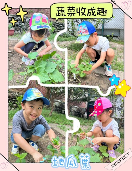 蔬菜收成趣